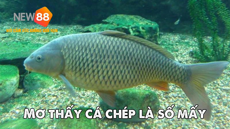 Mơ thấy cá chép là số mấy